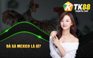 Đá Gà Mexico là gì?